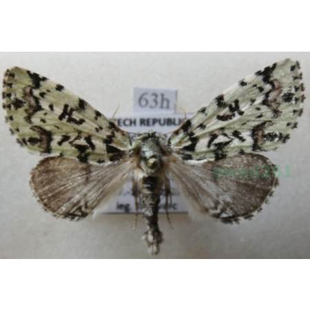 Moma alpium (Osbeck, 1778) Pyszałek orion Czech63h